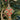 decoro albero