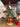 Albero