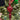 Decoro albero