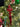Decoro albero