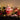 Candela led albero