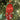 Decoro albero
